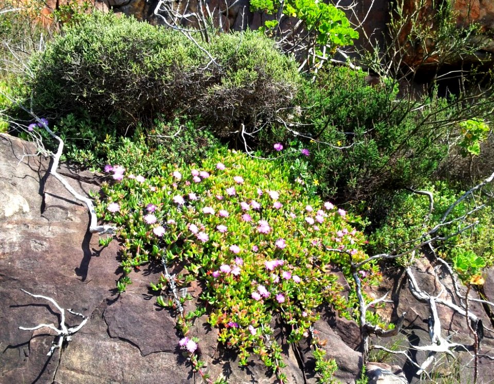 Carpobrotus - vygie - Devils Peak - Cape Town 2 - Copy
