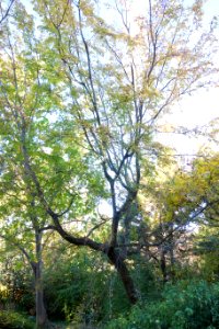 Carpinus turczaninowii - Quarryhill Botanical Garden - DSC03353