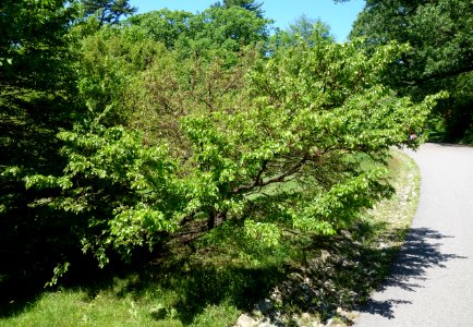 Carpinus turczaninowii - Arnold Arboretum - DSC06928