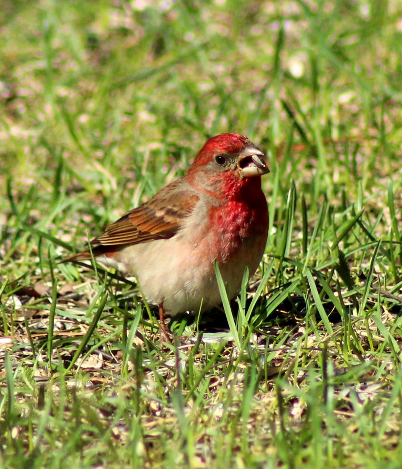 Carpodacus erythrinus Haukipudas 20120519 02