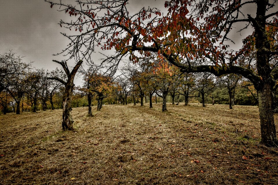 Meadow pasture of course