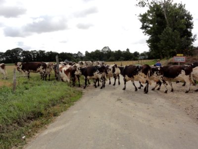 Carville-Pot-de-Fer (Seine-Mar.) entrée bourg, vaches allant au pré (02)