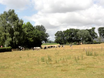 Carville-la-Folletière (Seine-Mar.) paysage avec vaches