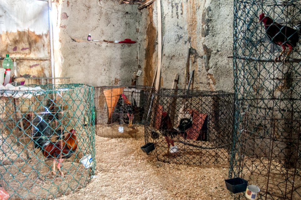Casa de gallos peleadores