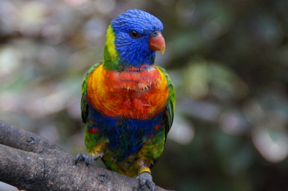 Bird aviary bird plumage