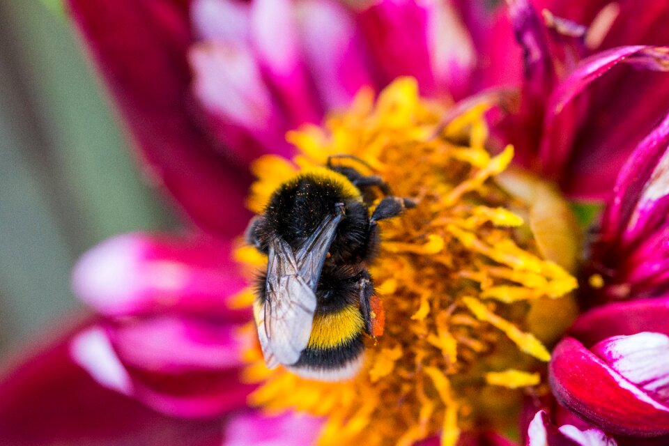 Bloom macro insect