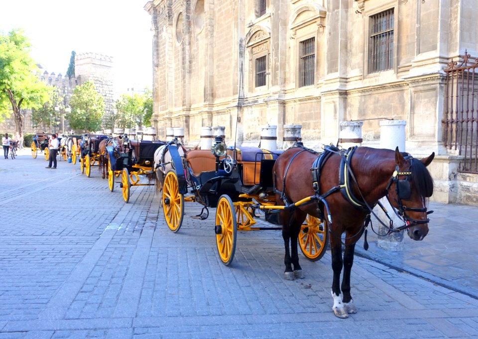 Carriages in Seville, Spain - DSC07651