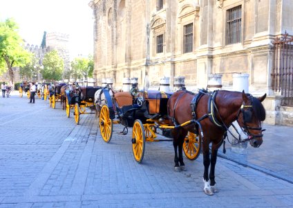 Carriages in Seville, Spain - DSC07651