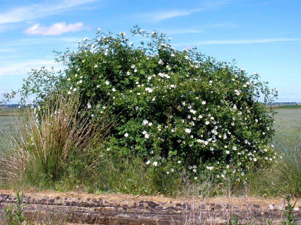 Carretera Piña de Campos - Tamara de Campos 4