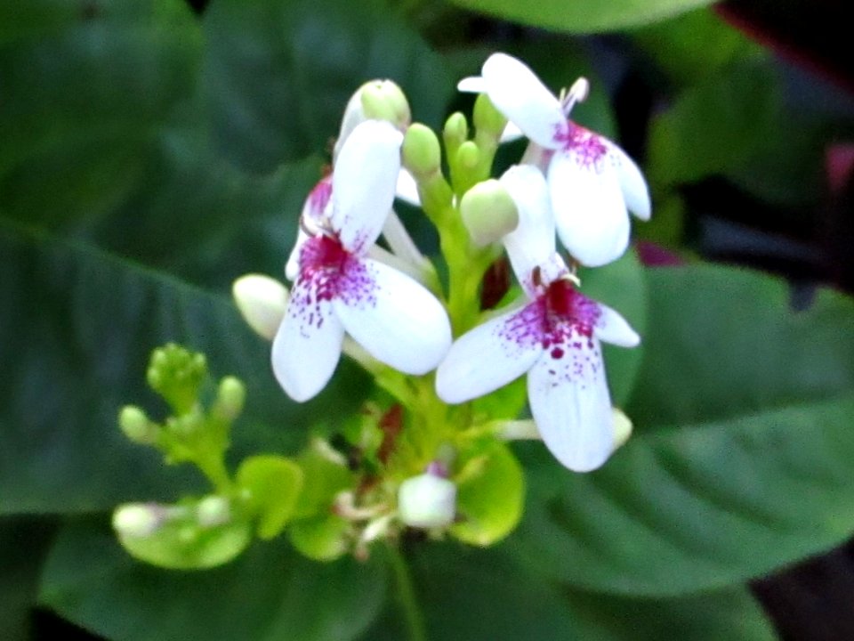 Carruthers’ falseface (Pseuderanthemum carruthersii) flowers