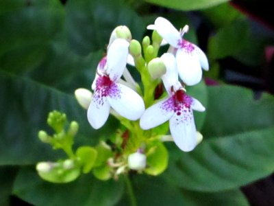 Carruthers’ falseface (Pseuderanthemum carruthersii) flowers