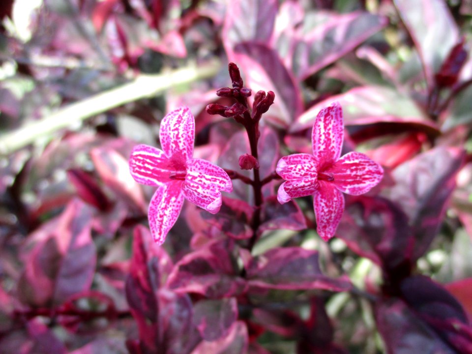 Carruthers’ falseface (Pseuderanthemum carruthersii) magenta variety flowers