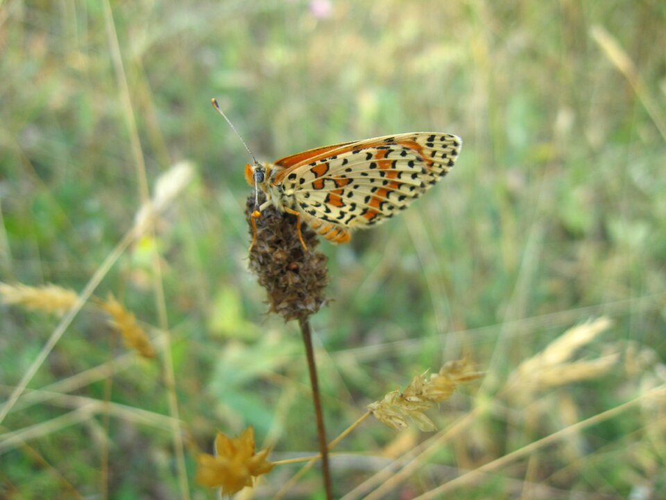 Nature summer animal