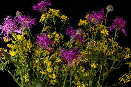 Blossom bloom yellow mustard