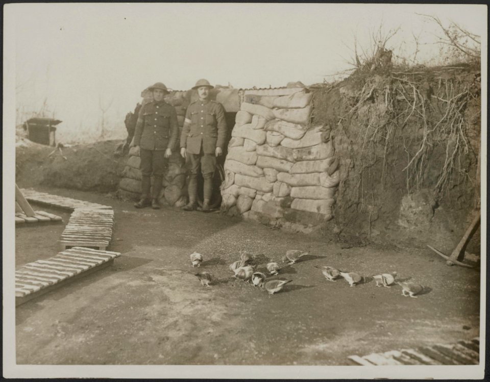 Carrier pigeons taking exercise, Bestanddeelnr 158-2568