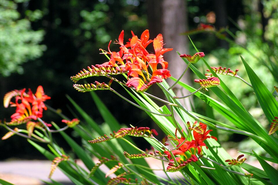 Red summer bloom photo