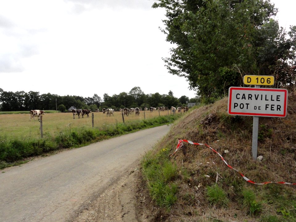 Carville-Pot-de-Fer (Seine-Mar.) entrée bourg, vaches au pré