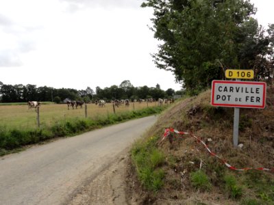 Carville-Pot-de-Fer (Seine-Mar.) entrée bourg, vaches au pré