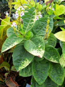 Carruthers’ falseface (Pseuderanthemum carruthersii) habit