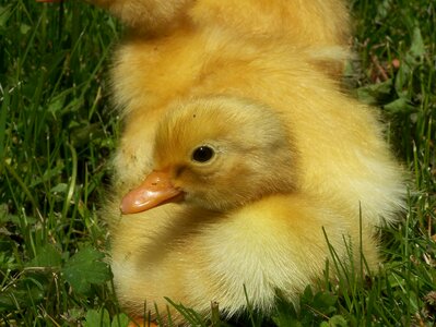 Duckling cute yellow photo