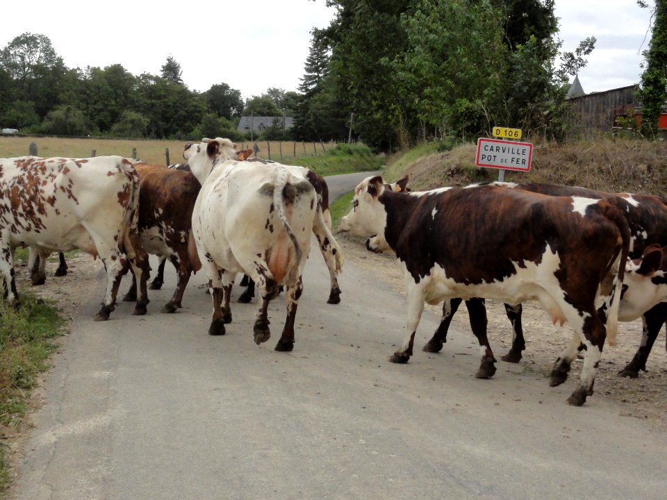 Carville-Pot-de-Fer (Seine-Mar.) entrée bourg, vaches allant au pré (01)
