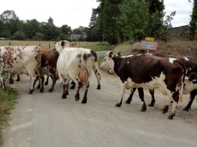 Carville-Pot-de-Fer (Seine-Mar.) entrée bourg, vaches allant au pré (01)