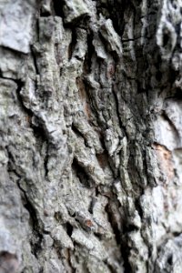 Carya-Cordiformis