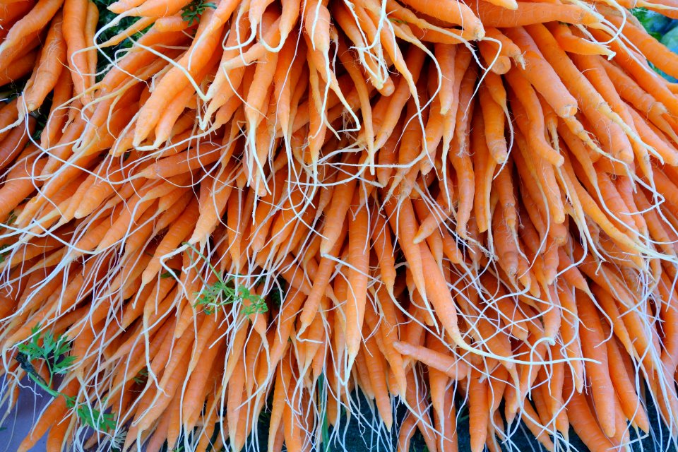 Carrots - Farmer's Market at the Ferry Building - San Francisco, CA - DSC03563