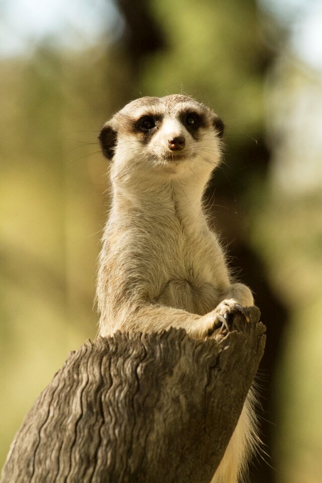 Wild africa cute