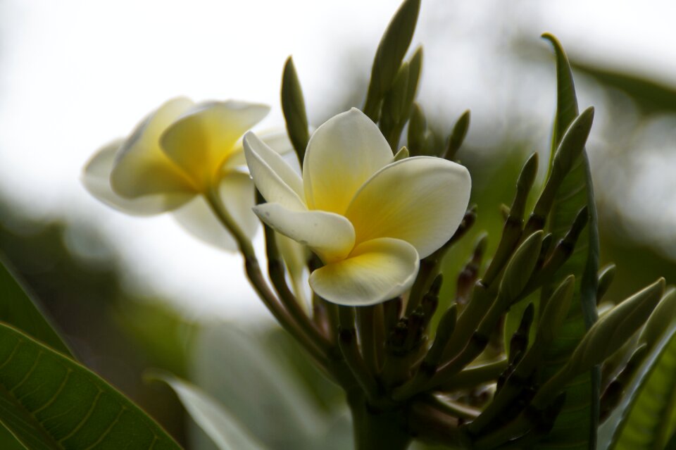 Temple tree exotic flora