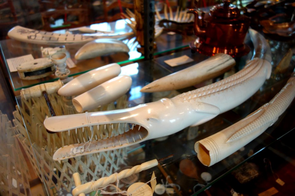 Carved horn - Joseph Allen Skinner Museum - DSC07828