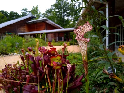 Carnivorous plants - NC Botanical Garden photo