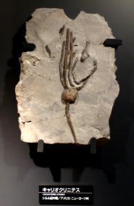 Caryocrinites ornatus - National Museum of Nature and Science, Tokyo - DSC07708