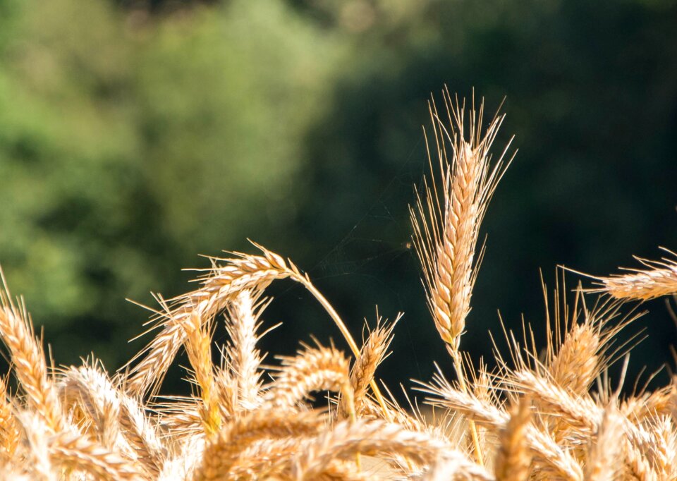 Wheat fields landscape cultures