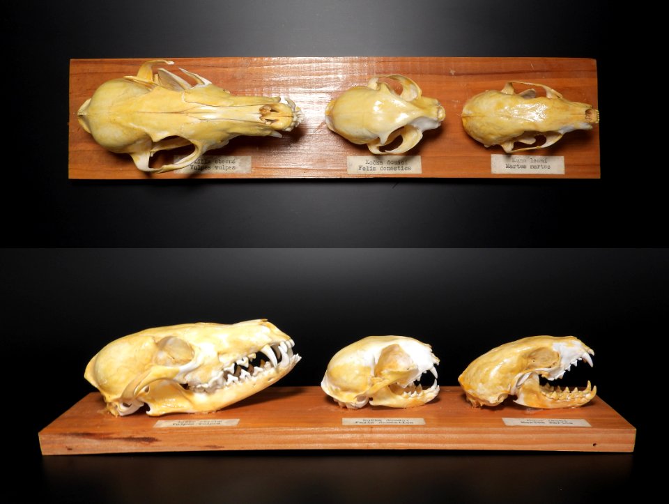 Carnivora - Vulpes vulpes, Felis domesticus, Martes martes (superior and sagital view, skull)