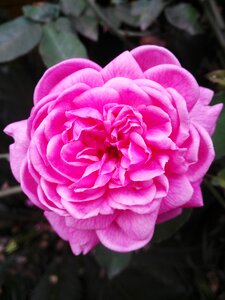 Rosa pink flower photo