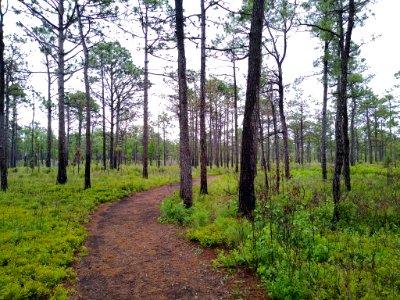 Carolina Beach State Park 1