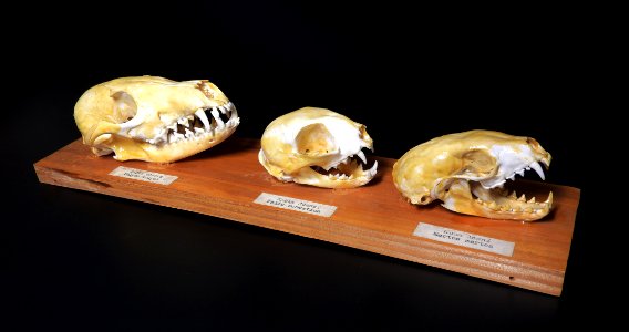 Carnivora - Vulpes vulpes, Felis domesticus, Martes martes 2