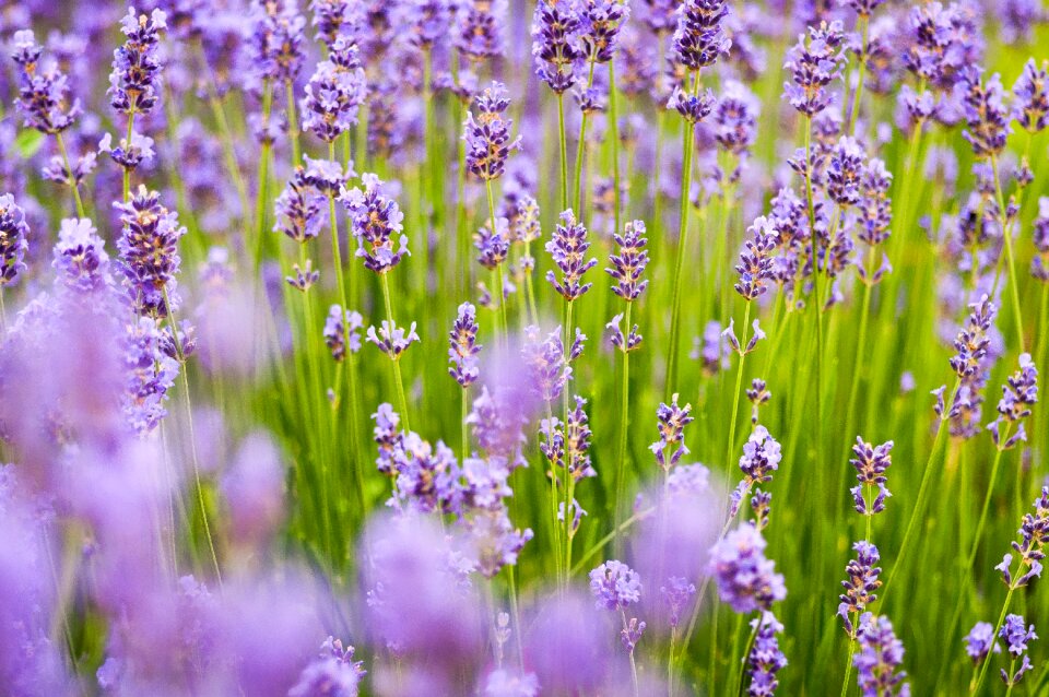 Spring summer natural