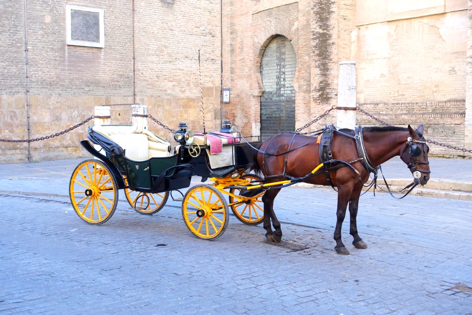 Carriage in Seville, Spain - DSC07650