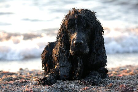 Cocker canine pet photo