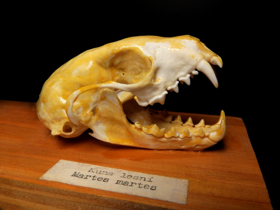 Carnivora - Martes martes (skull)