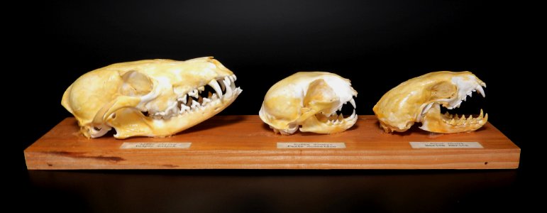 Carnivora - Vulpes vulpes, Felis domesticus, Martes martes (skulls)