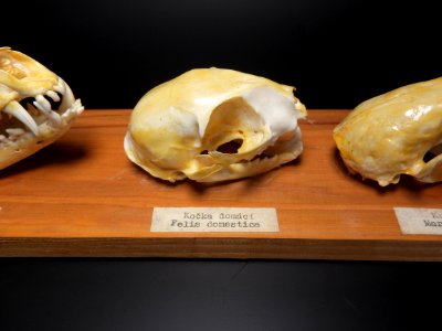 Carnivora - felis domesticus (skull)