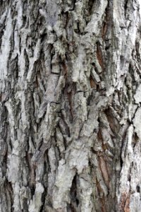 Carya-Cordiformis-2
