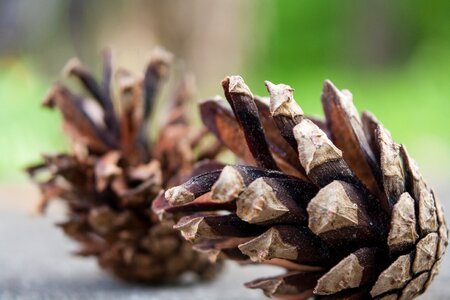 Pine macro nature