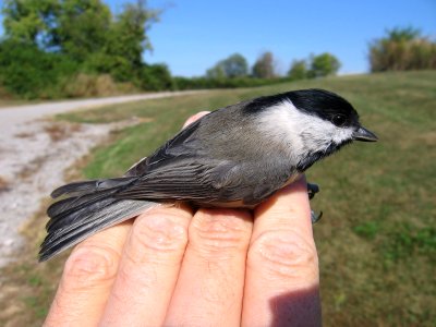 Carolina chickadee