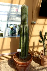 Carnegiea gigantea - Orto botanico - Rome, Italy - DSC09929