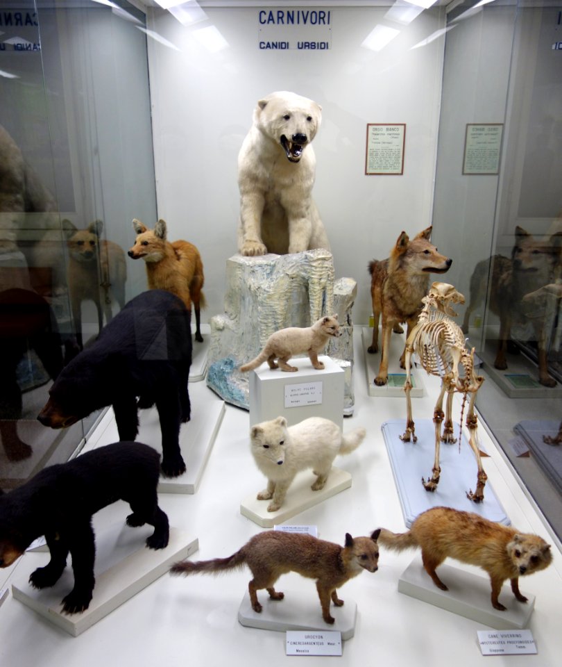 Carnivore display - Museo Civico di Storia Naturale Giacomo Doria - Genoa, Italy - DSC02592