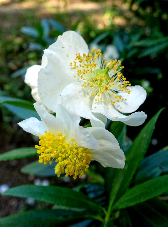 Carpenteria californica - Mildred E. Mathias Botanical Garden - University of California, Los Angeles - DSC02973